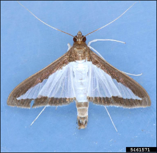 An adult moth rests on a blue background.