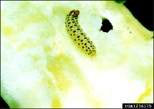 A small caterpillar with rows of dots down the length of the body feeds on a squash.