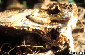 A large grub lies exposed in its tunnel in a raspberry crown.