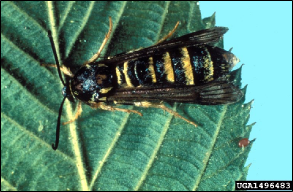 a furry moth mimicking a yellow jacket rests on a raspberry leaf.