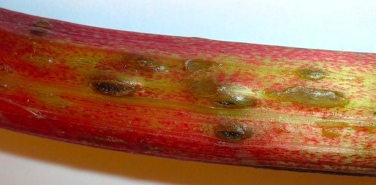 Figure 2, A stalk of rhubarb with multiple small, shallow depressions where rhubarb curculios have fed and laid eggs.