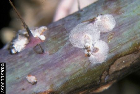Figure 1, Multiple flattened, disc-like scale insects are attached to a rose stem.