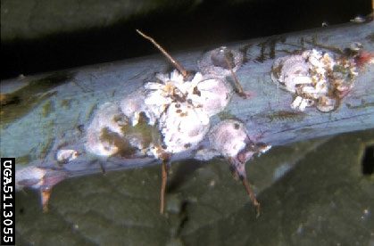 Figure 2, Several clusters of rose scale among thorns on a rose stem.