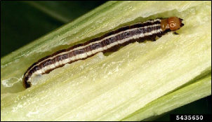 A caterpillar is exposed within its tunnel in a plant stalk.