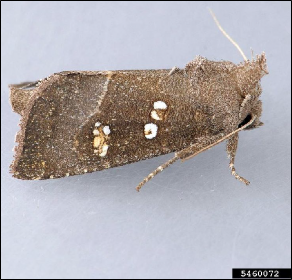 A moth with spots on its wings and a tuft of hair over its head.