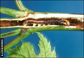 A plant stem hollowed through by a stalk borer larva resting in it.