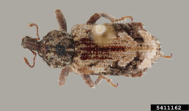 Figure 1, An adult vegetable weevil as seen from above.