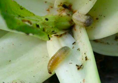 Figure 3, Several weevil grubs feed at the base of the leaves of a vegetable plant.