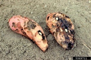 Sweet potato tubers with feeding damage by whitefringed beetle larvae.
