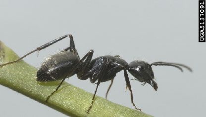 Figure 1, an ant stands on a stem with its antennae extended forward.