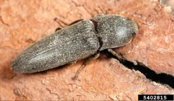 Figure 1, An elongated beetle rests on bark.