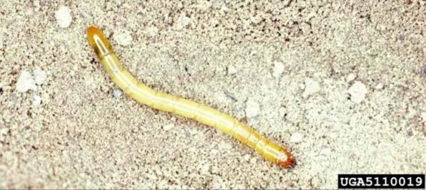 Figure 3, A shiny pale cylindrical grub on the soil's surface.