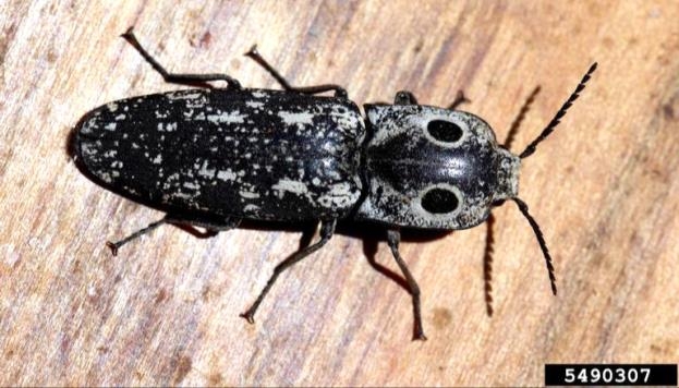 Figure 2, A beetle with noticeably large spots behind the head resembling eyes rests on cut wood.