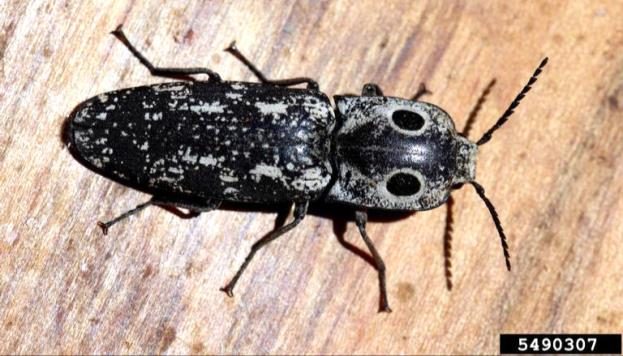 Figure 2, A beetle with noticeably large spots behind the head resembling eyes rests on cut wood. 