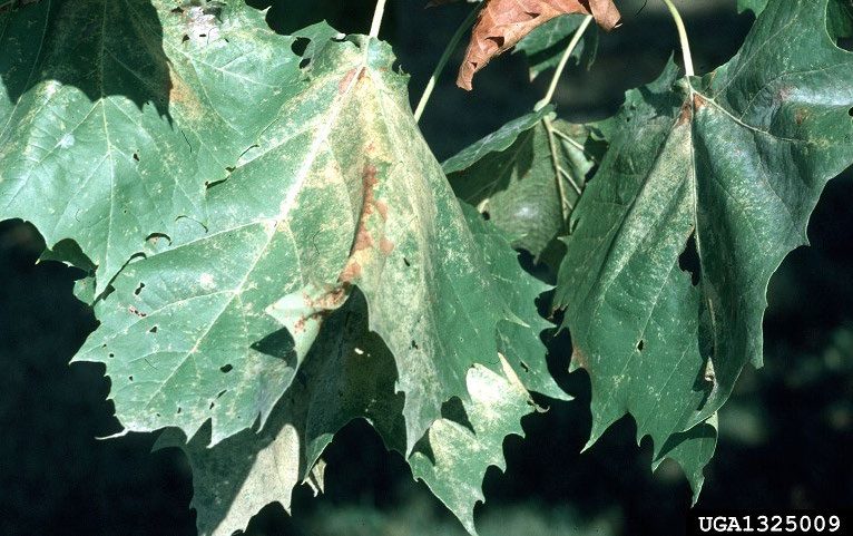 Figure 3, Sycamore leaves hanging on a tree show bleaching along the veins and overall yellowing due to lace bug feeding.