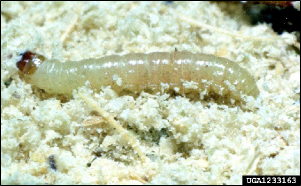 A caterpillar rests in an infested stored product.