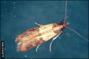A small moth rests with its antennae held outward.