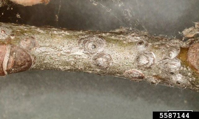 Figure 1, A twig with several well camouflaged scale insects clustered at one end.