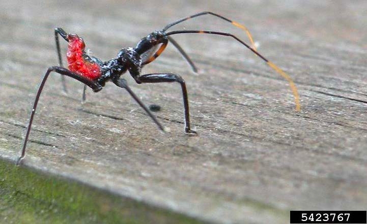 Figure 3, A young wheel bug stands with its abdomen curved upwards.