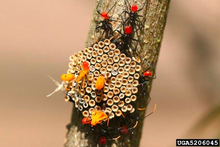Figure 2, Young wheel bug nymphs rest beside their egg mass on a twig.