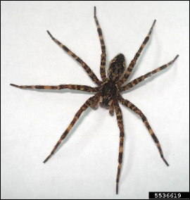 A large spider rests on a wall with its legs fully extended.