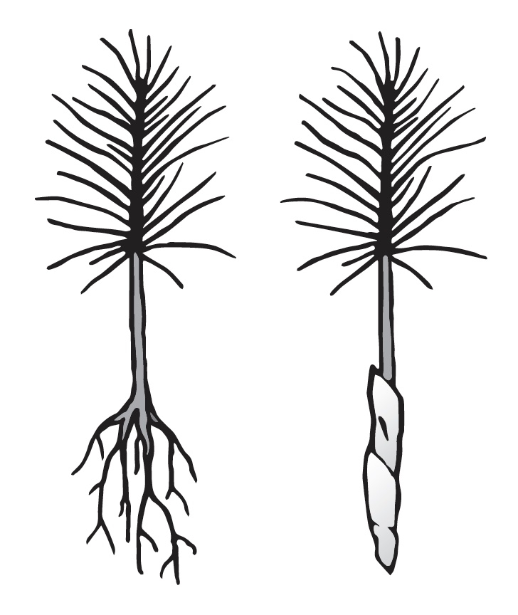 Illustration of a pine seedling with and without paper towel wrap around roots.