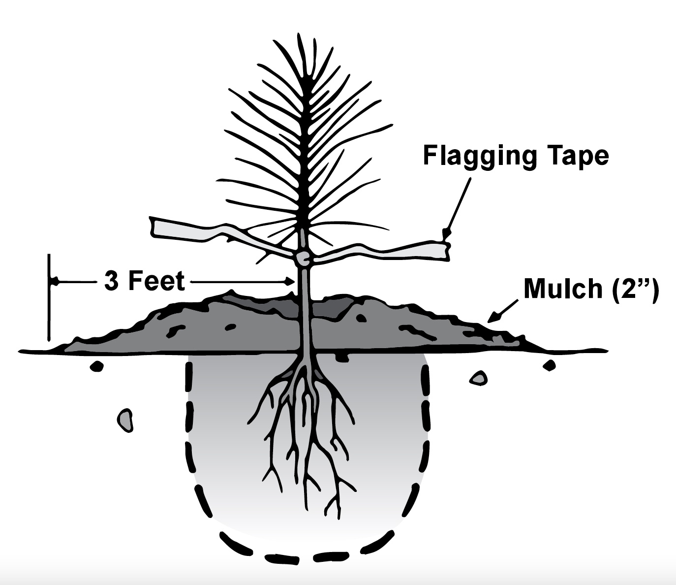A cut away illustration of a pine seedling planting showing placement of mulch and depth of planting. It shows 2 inches of mulch and the flagging tied just below the needles.