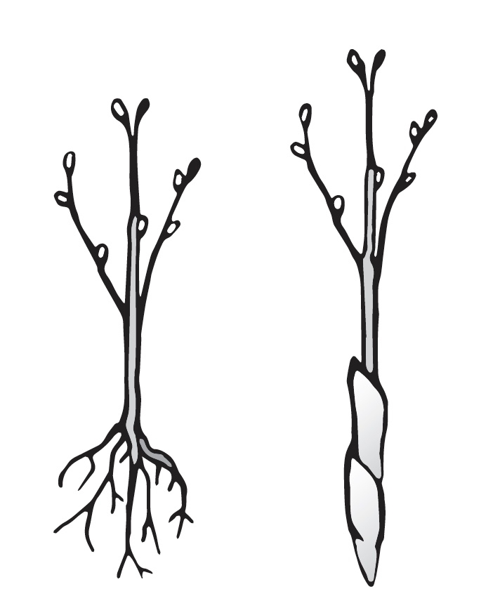 Illustration of a hardwood seedling with and without paper towel wrap around roots.