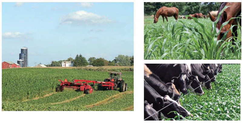 Figure 1. Warm-season grasses can fill summer production gaps for a variety of animals and with a variety of methods. Dairy cows graze forage sorghum (bottom right) and horses graze young forage millet plants (top right). These forages also can be grown for baleage, silage, and sometimes hay (top left).