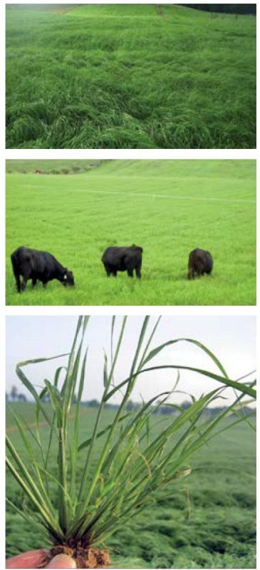 Figure 4. Teff has many tillers and a large root system once established (bottom). More typically grown for hay (top), the grass can be grazed with appropriate management that allows the root system to get large enough (middle). Photos by Ozzie Abaye.