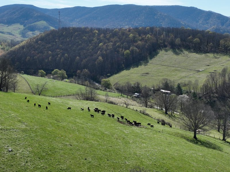 A scenic view of a green pasture with a herd of cows grazing on the hillside; rolling hills, scattered trees, and a dense forest lead to distant mountains under a clear blue sky.