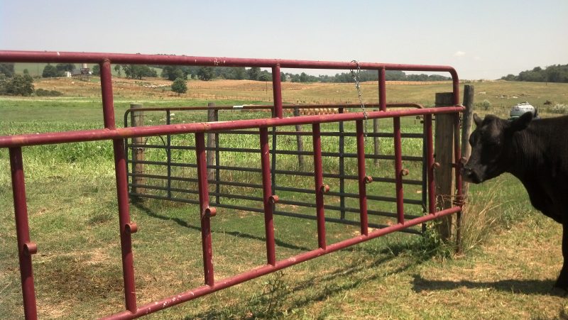 A red metal gate designed for creep-grazing in a grassy pasture, allowing smaller animals to pass through while restricting larger ones; a black cow stands nearby with trees in the background.