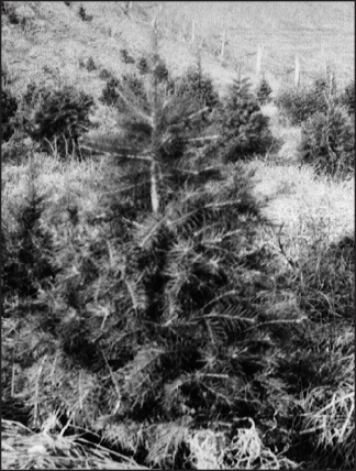 a black and white photo of White fir
