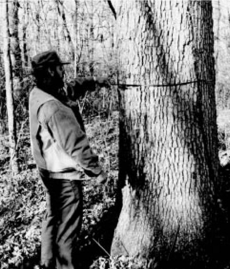 An image of a forester measuring the diameter of the trunk of a tree.