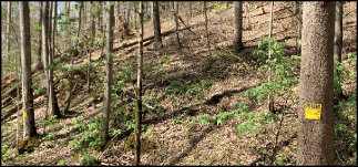 Wooded hillside with two trees marked with yellow and black “Posted: Private Property” signs indicating the property line.