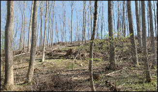 Wooded area after several trees have been felled.