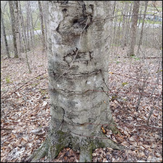 Close-up of the bottom part of a tree trunk with three horizontal scrape marks in the bark.
