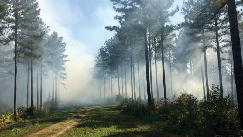 Looking down a dirt forest road between two mature loblolly pine plantations. Smoke from a recent prescribed fire hangs in the air.