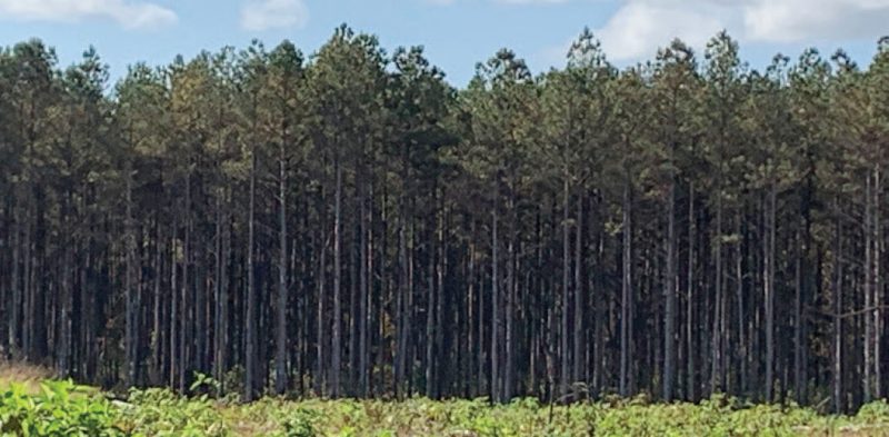 A dense loblolly pine plantation in the background comprised on 30-foot-tall trees growing close together. In the foreground, green herbaceous vegetation. Blue sky with clouds above.