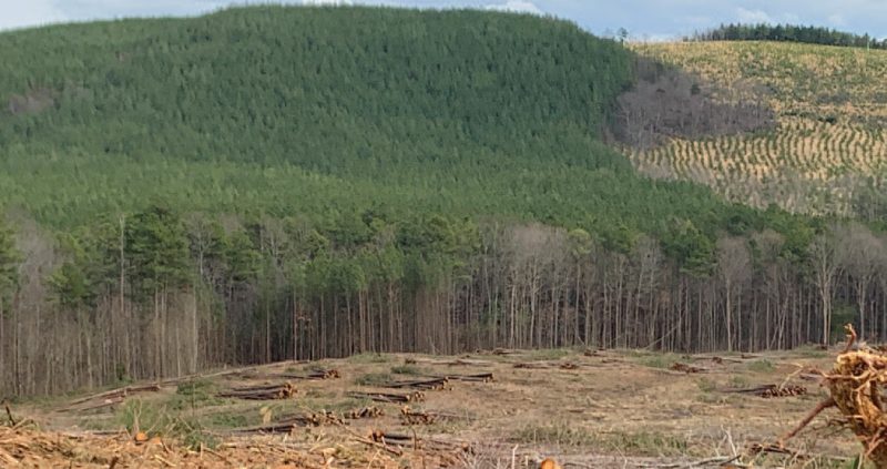 In this landscape photo taken in early spring, in the foreground there is open ground with soil and pine tree limbs. In the center, there is open ground with piles of 10-15 40-foot branchless pine logs. In the background on the left are mature loblolly pine trees growing up the side of a hill; to the right is a recent clearcut with small, planted loblolly pine seedlings in rows going up a hill. A small patch of hardwoods is mid-slope.