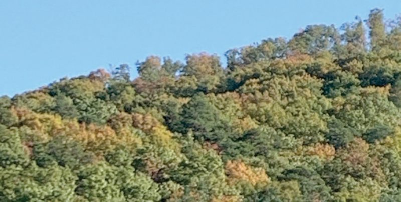 Scenic view of a hardwoods in early fall on a mountainside. The hardwood at the top have been thinned and are obviously less dense than the adjoining trees that have not been thinned. Most trees have green leaves, although some are starting to yellow. Blue sky above. 