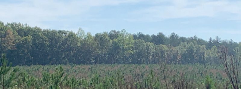 Mature loblolly pine in the background; rows of planted shortleaf pine in the foreground. The shortleaf pine are about 2 feet tall and interspersed with other small vegetation.
