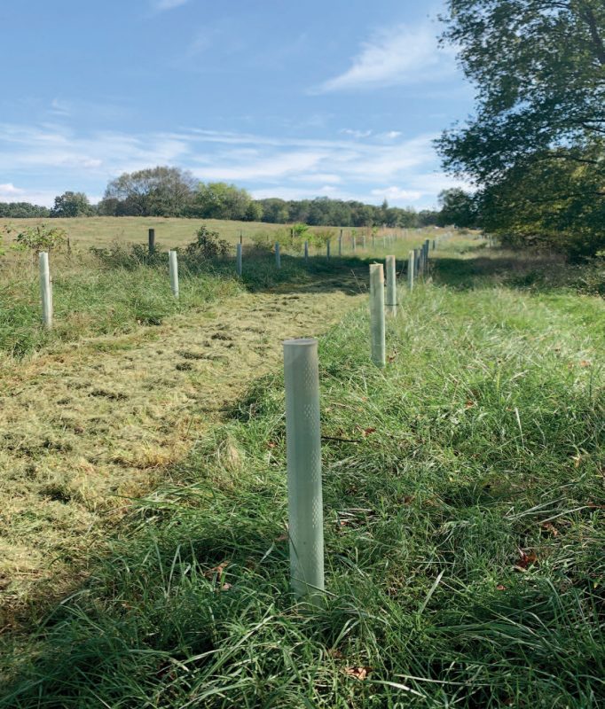 Open grassy field with two rows of vertical white tubes spaced about 4 feet apart.