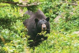 Large black bear walking in an area with dense undergrowth.