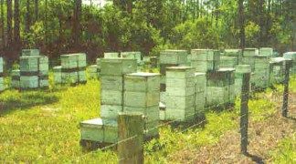 An electric fence around dozens of beehives with forest in the background.