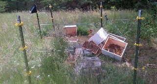 A broken electric fence surrounds toppled beehives located in tall grass with forest in the background.