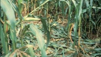Ground level, close-up photo of damage to cornstalks caused by a foraging bear.
