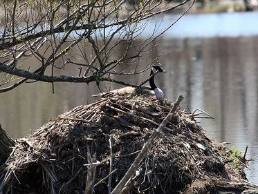 A Canada goose sitting on top of a beaver lodge with a body of water in the background.