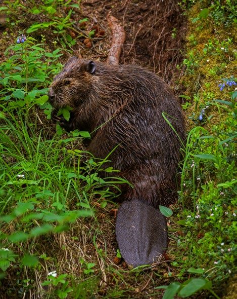 Beaver munching on green flora with its large paddle-like tail in the foreground.