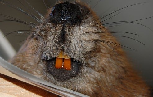 Close-up of beaver’s nose, whiskers, and mouth, displaying four frontal orange teeth, with the two upper teeth covering the tops of the two lower teeth.